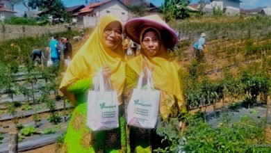 Panen Raya Sayur Sehat Muhammadiyah Meningkatkan Minat Bertani Generasi Muda