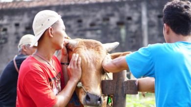 Kelompok Dampingan Sambut Kurban Bersama MPM Muhammadiyah Dengan Antusias