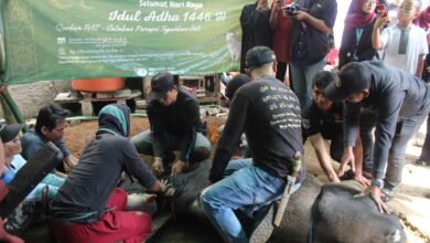Tebar Kebaikan, PAI UM Bandung Gelar Kurban Sapi di Kampung Cibanteng