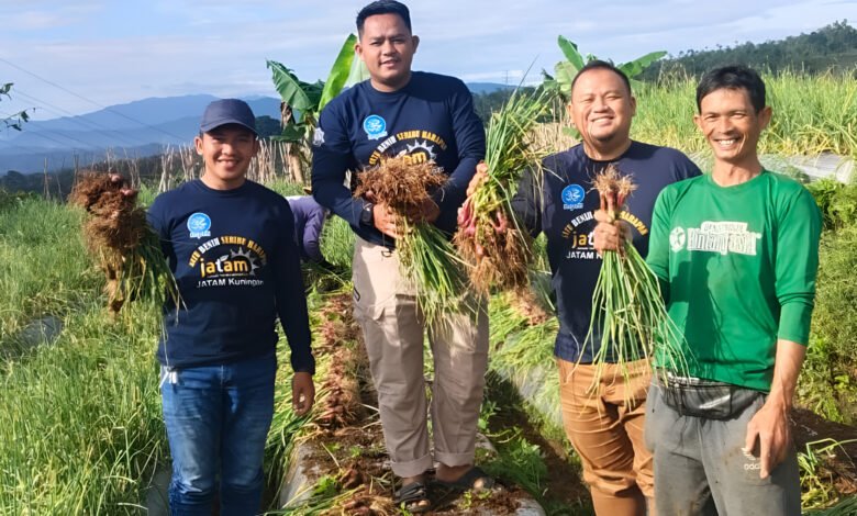 Pendampingan Komprehensif Muhammadiyah Hasilkan Panen Bawang Merah Berkualitas Tinggi Pendampingan Komprehensif Muhammadiyah Hasilkan Panen Bawang Merah Berkualitas Tinggi